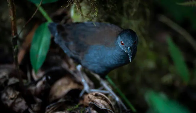 Ecuador: Hallan un ave que se creía extinta en isla Galápagos