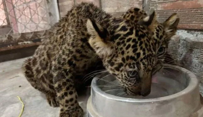 Rescatan dos otorongos bebés en Ucayali