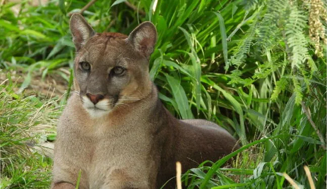 Minera implementará refugio para animales silvestres