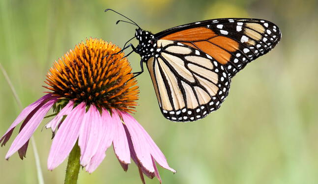 Reportan alarmante declive de mariposas en EE.UU.