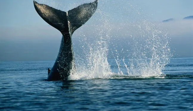 Orina de ballenas es el fertilizante de los océanos