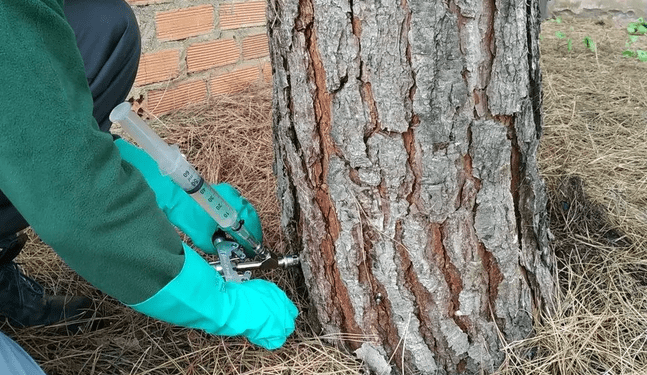 Especialistas toman medidas contra peligrosa plaga de pinos