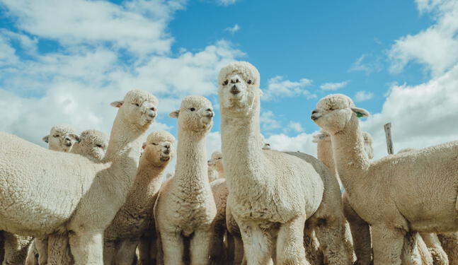Universidad impulsa mejora genética de las alpacas