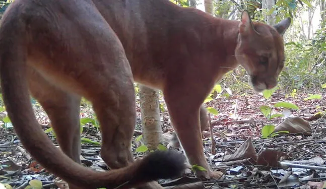 Avistan imponente puma en la Sierra del Divisor