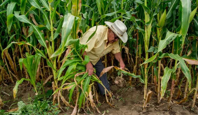 Financiarán proyectos que impulsen adaptación al cambio climático