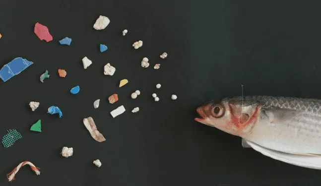 Sardinas consumen más microplasticos por el cambio climático