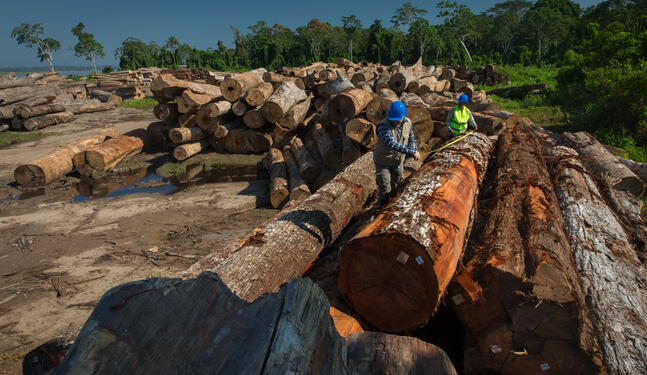 San Martín: Más de 5 hectáreas de bosques son arrasadas por tala ilegal