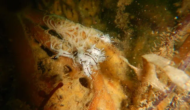 Nueva especie de molusco es descubierta en el mar del Perú