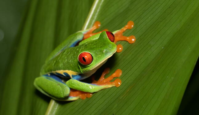 Ranas serían la solución contra las temibles superbacterias