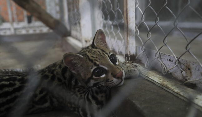 Perú: Utilizan animales o partes de ellos en diversas festividades