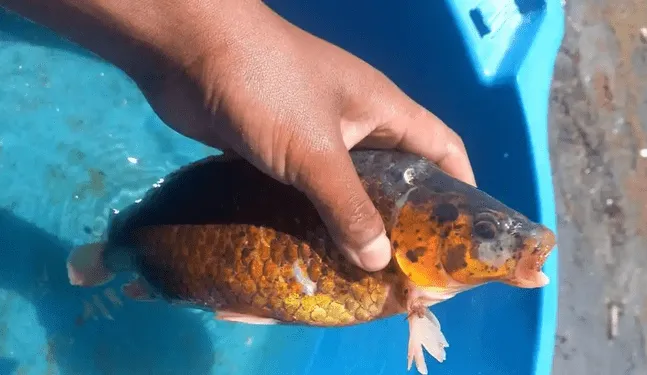 Puno: Prohíben crianza de pez carpa en el lago Titicaca