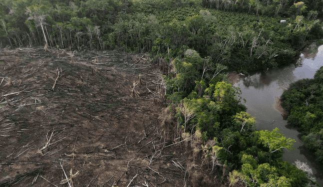 San Martín: Taladores ilegales devastan 20 hectáreas de bosque