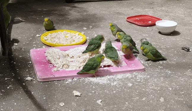 Rescatan a 39 loros que se encontraban en estado crítico