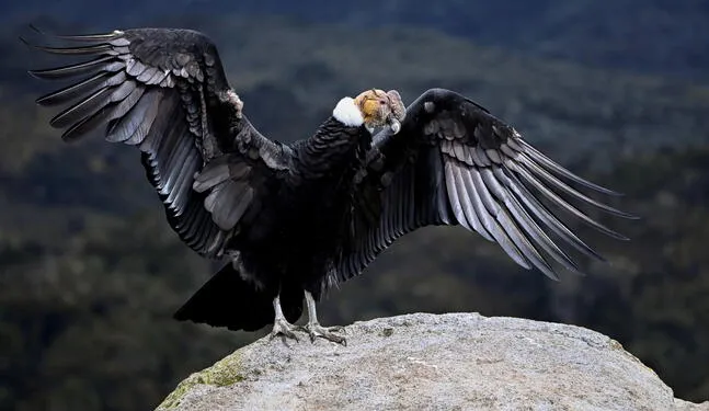 América Latina hace llamado para salvar al cóndor de la extinción
