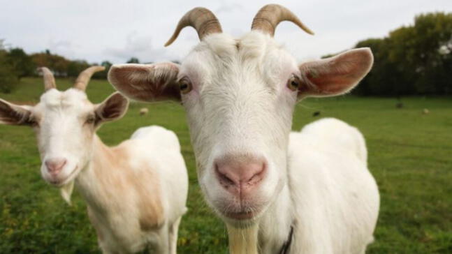 Brasil: Cabras misteriosas sobrevivieron tres siglos sin agua dulce