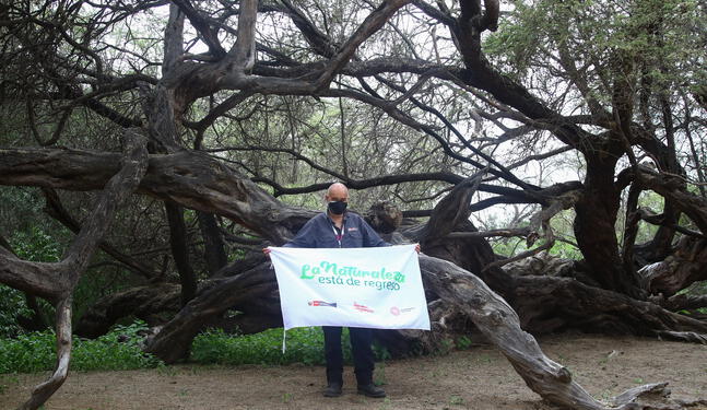 Autoridades despliegan acciones para conservar bosques secos de Piura