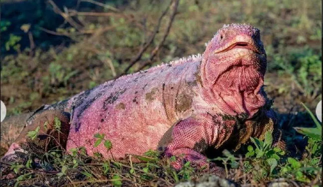 Ecuador: Nuevas investigaciones buscan conservar la iguana rosada