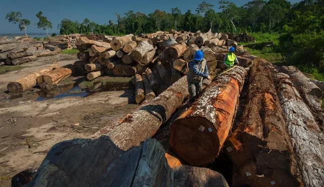 Justicia emite sentencia por tala ilegal en bosque de San Martín