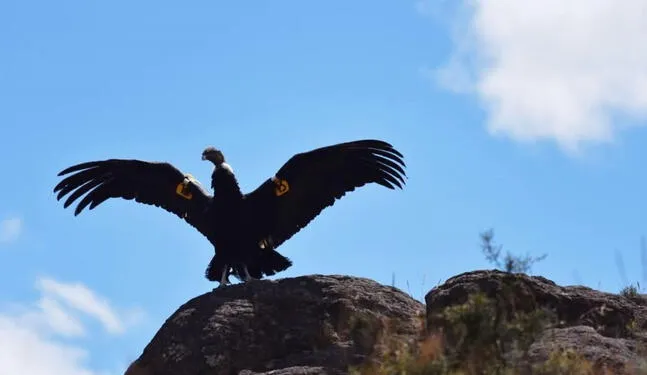 Liberan a cóndor andino rescatado en Ayacucho