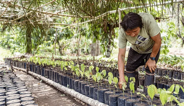 Pueblos indígenas conservan 70 mil hectáreas de bosques amazónicos