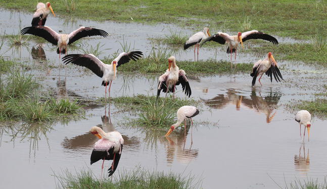 Aves de Norteamérica desaparecen de manera acelerada
