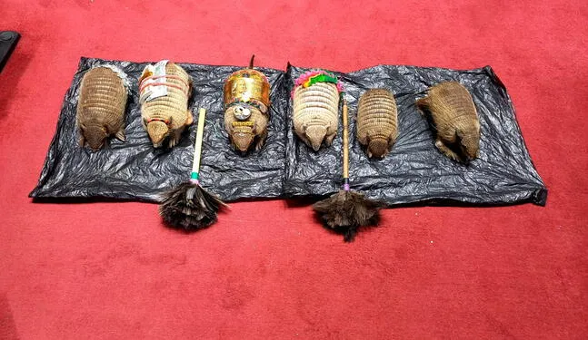 Puno: Alertan riesgos en fauna silvestre por Feria de Alasitas
