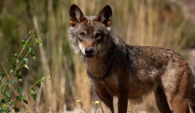 Parlamento Europeo rebaja nivel de protección hacia los lobos