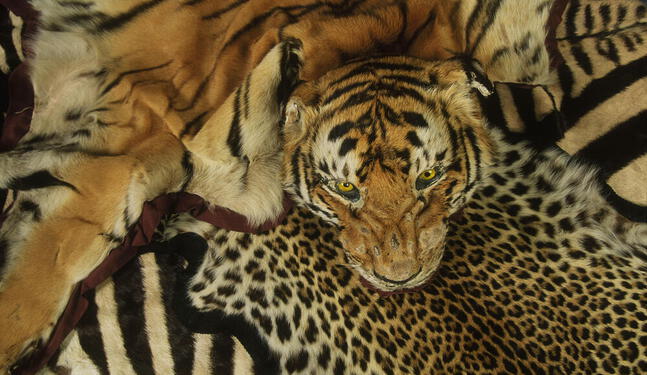 Sudáfrica: Comercio ilegal afecta supervivencia de leopardos
