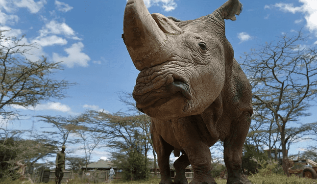Cazadores furtivos aniquilaron centenar de rinocerontes en Sudáfrica