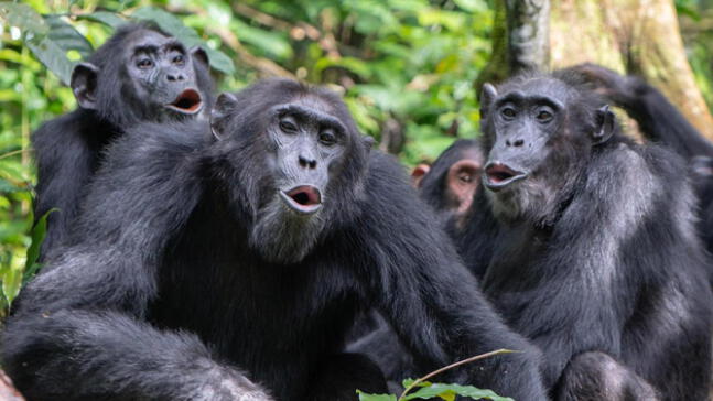 Los chimpancés combinan sonidos para crear nuevos significados