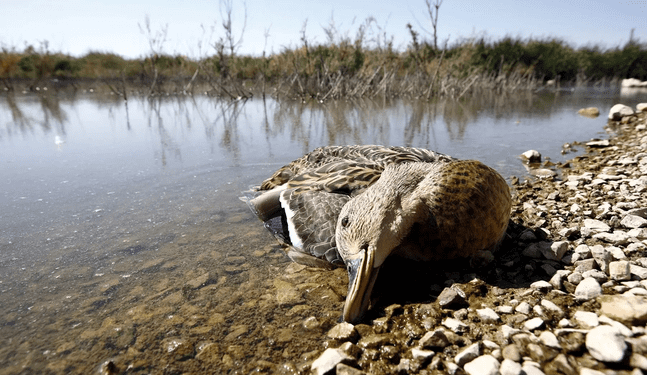 Botulismo causa enfermedad paralizante en las aves