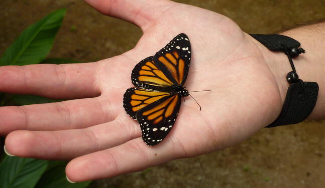 España: Cinco especies de mariposas en la lista de especies amenazadas
