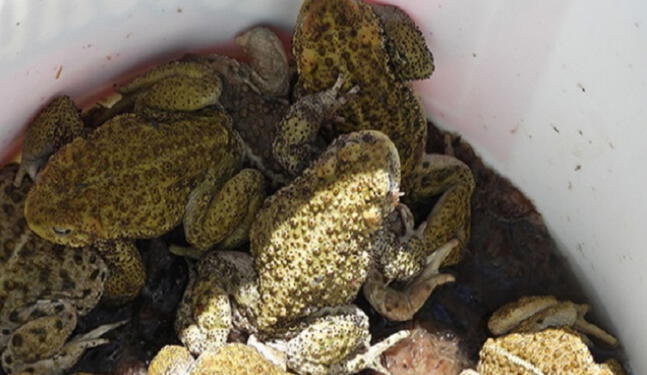 Arequipa: Ranas del Titicaca eran utilizadas en extractos naturales