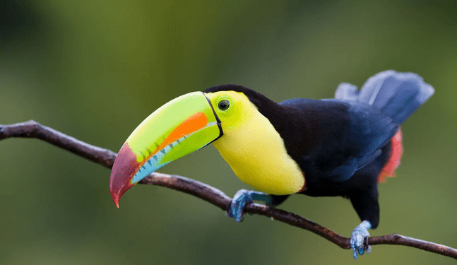 Colombia gana el “mundial de avistamiento de aves”