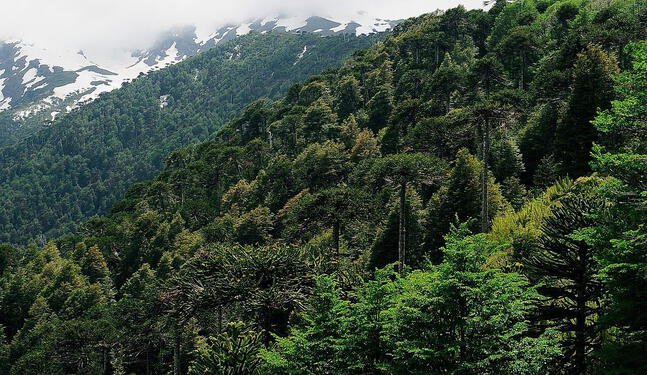 Bosques tropicales tardan demasiado en adaptarse al cambio climático