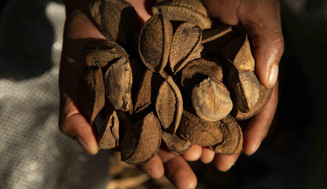 Cáscara de castaña es utilizada para generar energía limpia