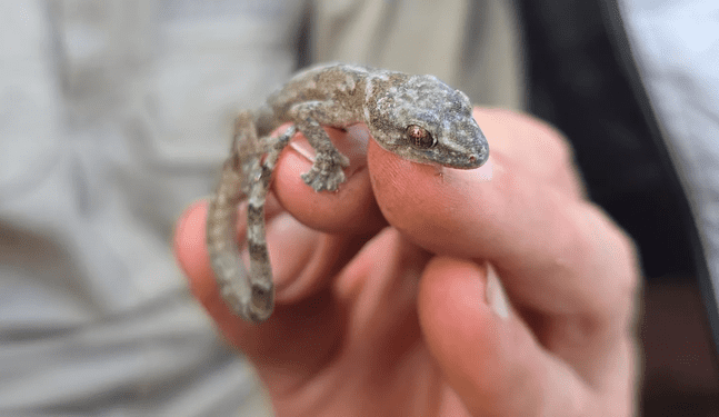 Redescubren a reptil que se creía extinto hace 34 años