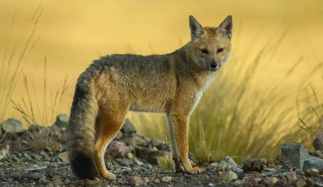 Arequipa: zorro andino retorna a su hábitat natural