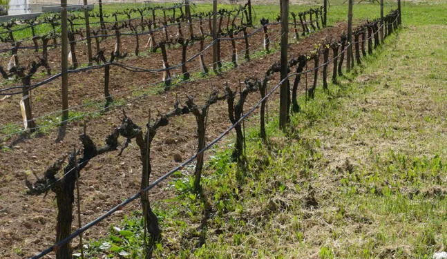 Crisis climática golpea con dureza regiones vitivinícolas del mundo