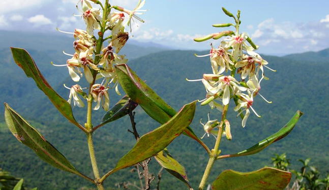 Ecuador: Hallan nueva especie de árbol en Cordillera del Cóndor