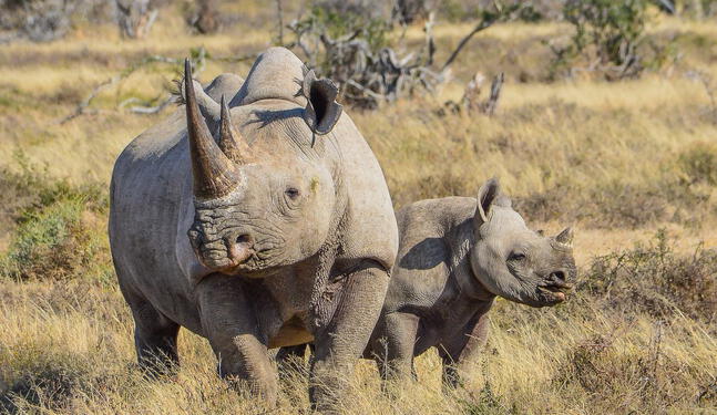 Kenia crea un megasantuario para salvar al rinoceronte negro
