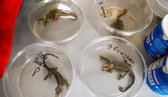 Equipos en nuevo aeropuerto combatirán tráfico de fauna silvestre