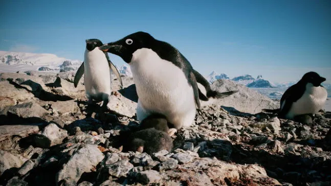 Heces de pingüinos ayudan a enfriar el planeta