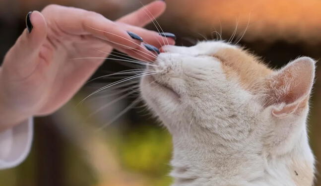 Gatos utilizan el olfato para distinguir a su dueño