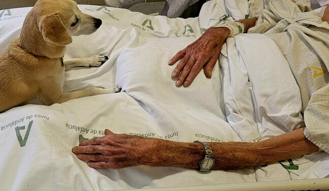 Hospital habilita sala para que mascotas visiten a sus amos