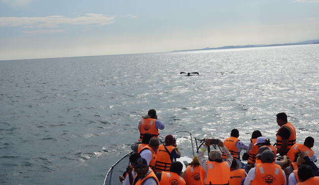 Brigadistas peruanos se capacitan en rescate de ballenas