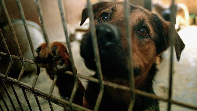 Italia: Senado aprueba ley que endurece penas por maltrato animal