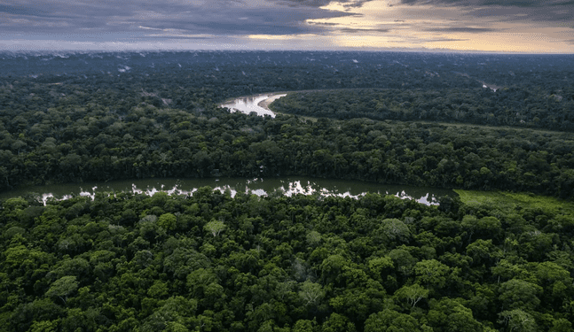 Concurso busca conservar 7.3 millones de hectáreas de bosques tropicales