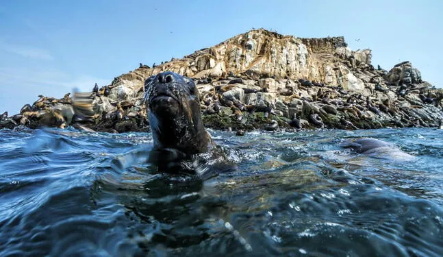 Océanos del mundo están al límite por sobrepesca y cambio climático