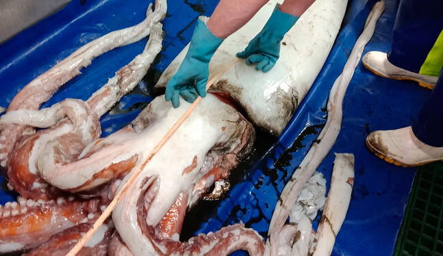 Arequipa: Calamares gigantes quedaron varado en Matarani